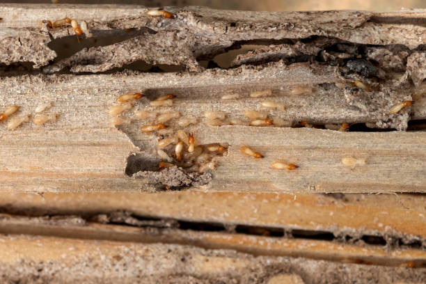 Best Best Pest Control Companies  in Sumner, IA